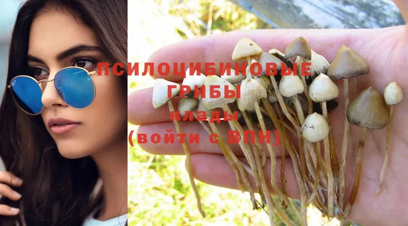 Псилоцибиновые грибы Psilocybe  Беслан 